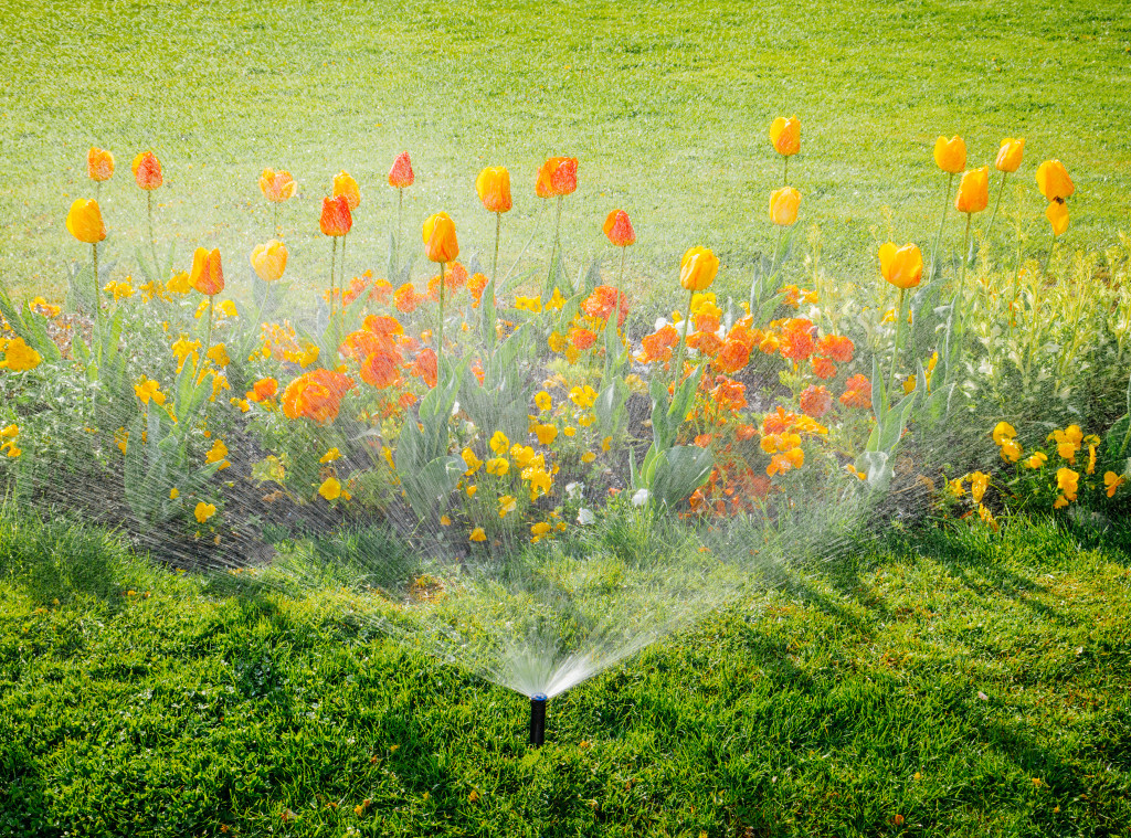 tulips and a sprinkler