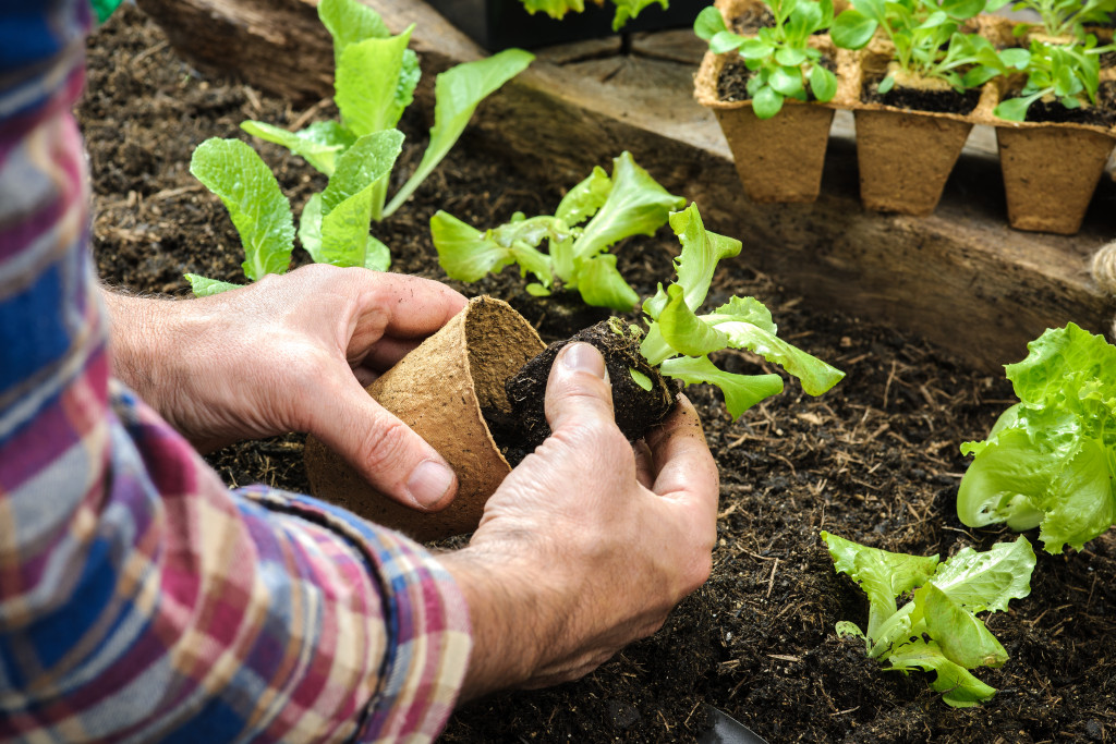 a man holding young lettuce plant soil