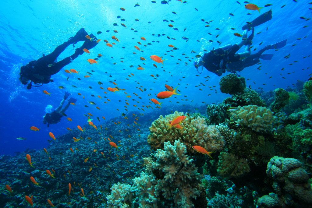 scuba divers under the water with tropical fishes and coral reefs